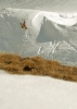 Canard volant !