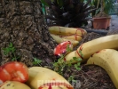 Des bananes saignantes
