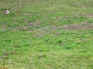 Morillon est un territoire peuplé d'animaux sauvages qu'il ne vaut mieux pas déranger quand ils veillent sur leur territoire