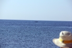 LA star du jour : la baleine marseillaise !!!!