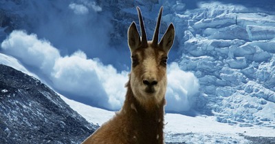 Chamois VS Avalanche